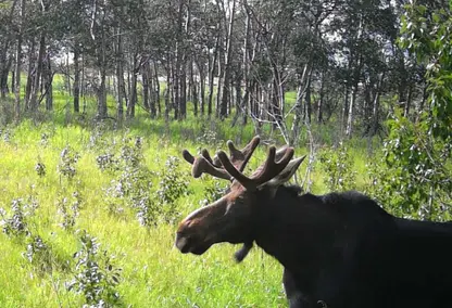 moose in a field