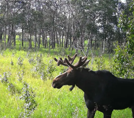 moose in a field